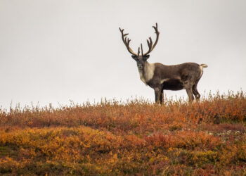 Caribou Bio’s Journey With Off-the-Shelf Cell Therapy Reaches the End of the Road