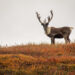Caribou Bio’s Journey With Off-the-Shelf Cell Therapy Reaches the End of the Road